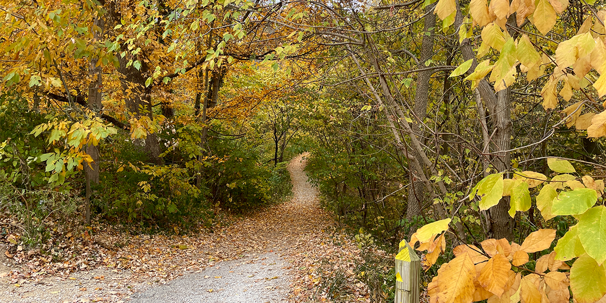 Valley Trail entrance walkway covered in fall leaves